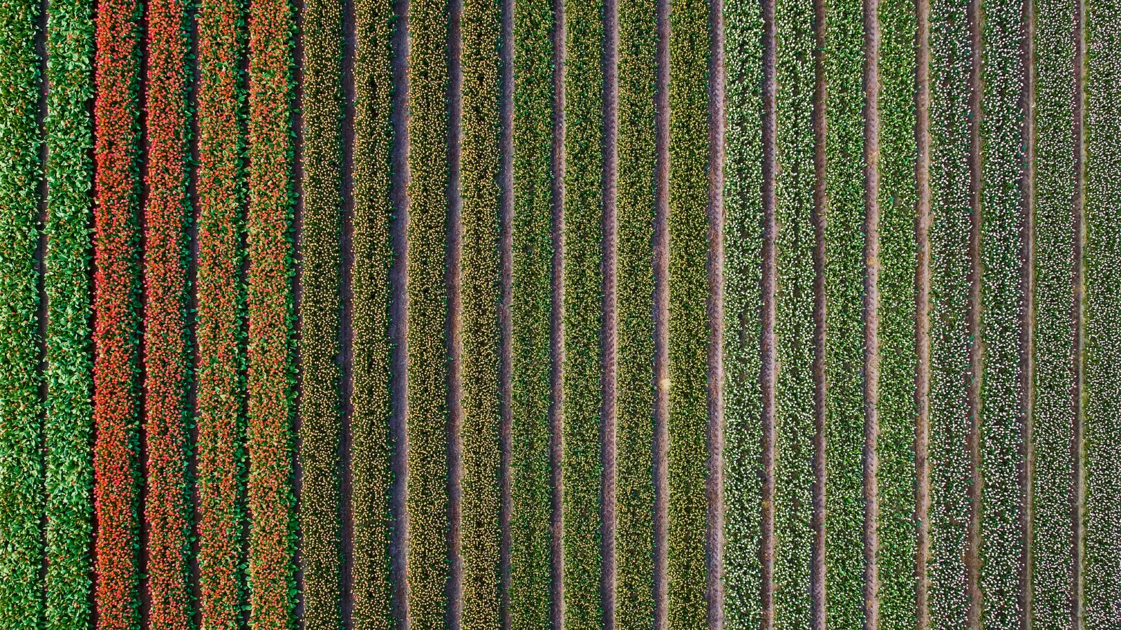 20180426-ZuidHolland-DJI_0008 -small.jpg